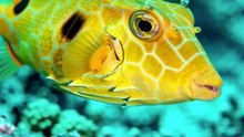Boxfish: Nature's Aerodynamic Cube 🐟📦