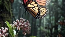 Monarch Butterfly: Nature's Quantum GPS System 🦋🧭