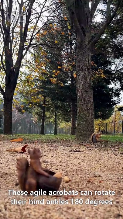 Squirrels hide more than nuts 🐿️🌰 wild facts...