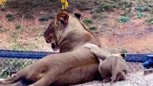 Calm and completely in her element 🦁 Which animal are you #spiritanimal #lioness #wildlife #shorts