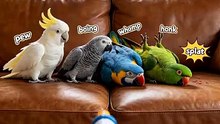 Parrot trending videos #parrot #trending #videos