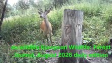 European Wildlife: Journal | August 2026 Day Edition | HD