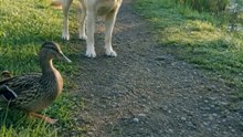 He appointed himself the ducklings' crossing guard 🐥🐾