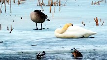 Ducks Swimming & Geese Chilling Together 🦆 | Peaceful Farm Life