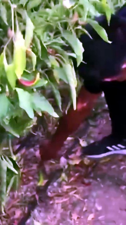 Pepper plants are harvested at the end of the g...