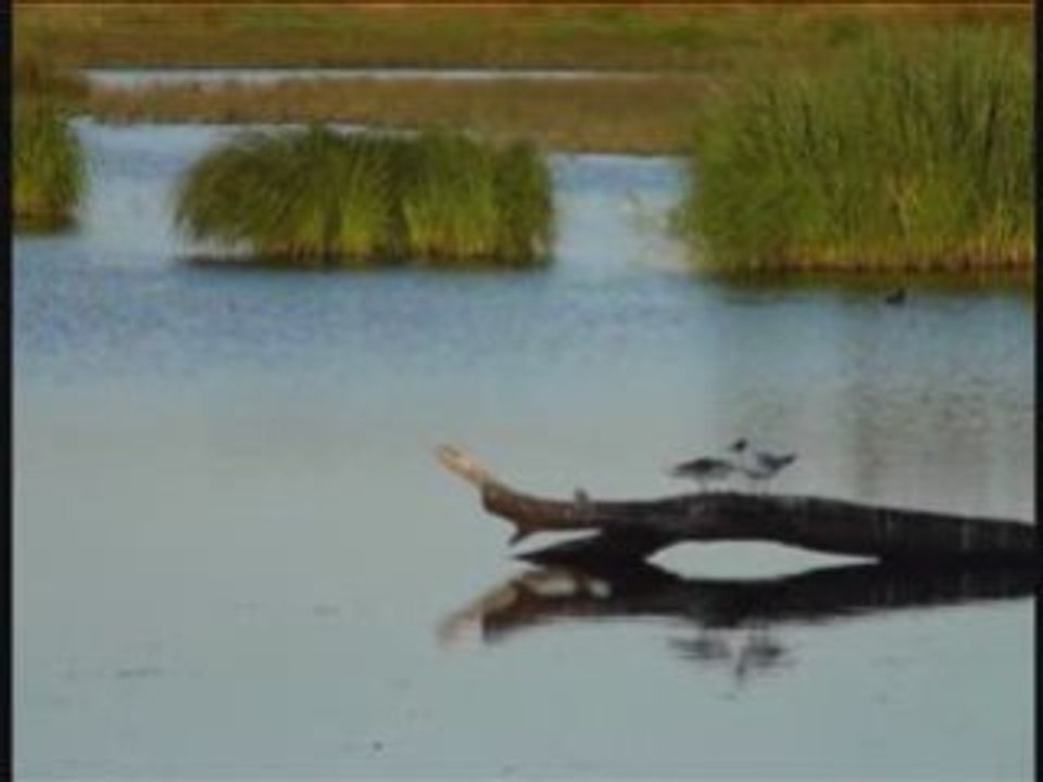 Mouettes Brenne 0708
