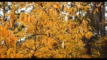 Folk Jazz | Western Folk | Whispers of the Rain — Cozy Acoustic & Vintage Jazz Ambience