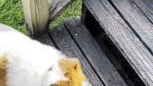 My Dog At The Bottom Of The Stairs