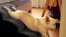 Frenchie's Unique Way Down