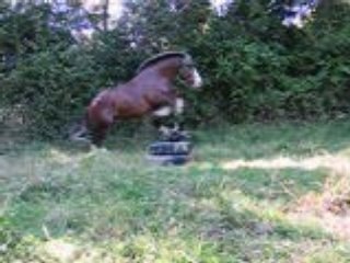 Polen au Saut en Liberté