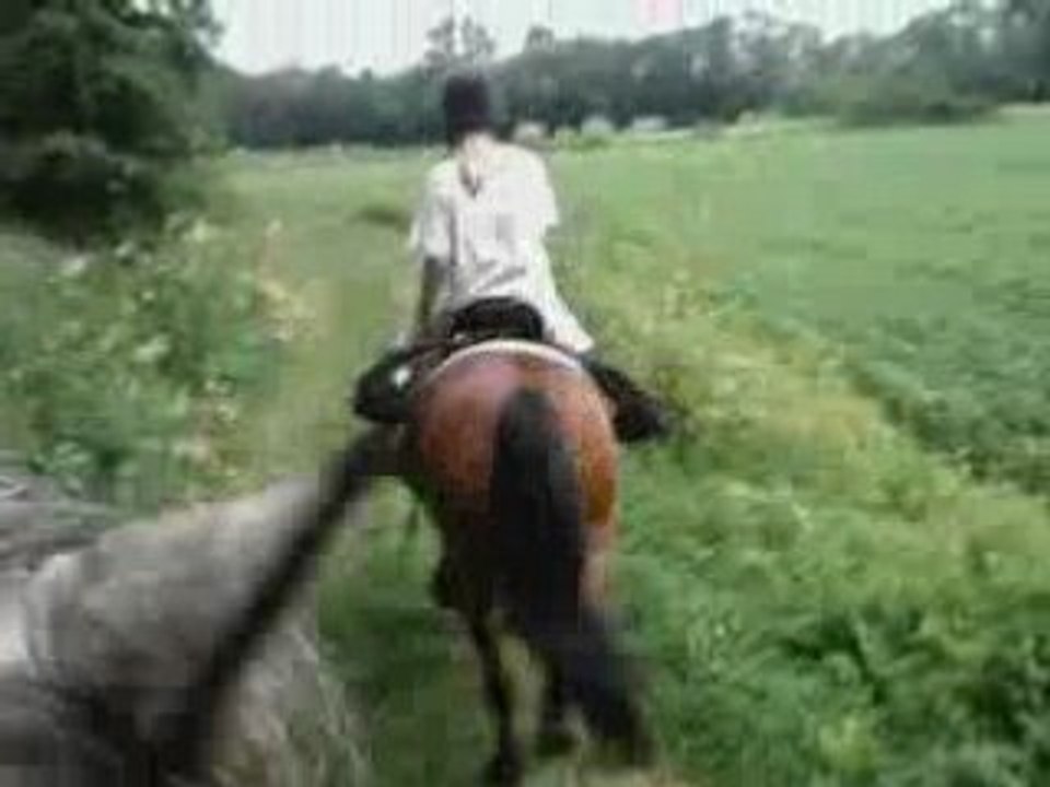 Allée au trot