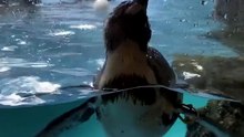 Penguin Facts 🐧 – flightless, built for the water, sizes from tiny to towering, and famous for huddling together to survive the cold #Penguins #WildlifeFacts #EmperorPenguin #AnimalFacts #Zoo #Nature
