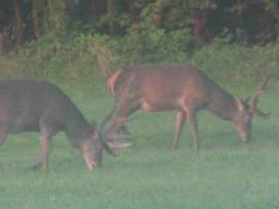 Cerfs 07-08