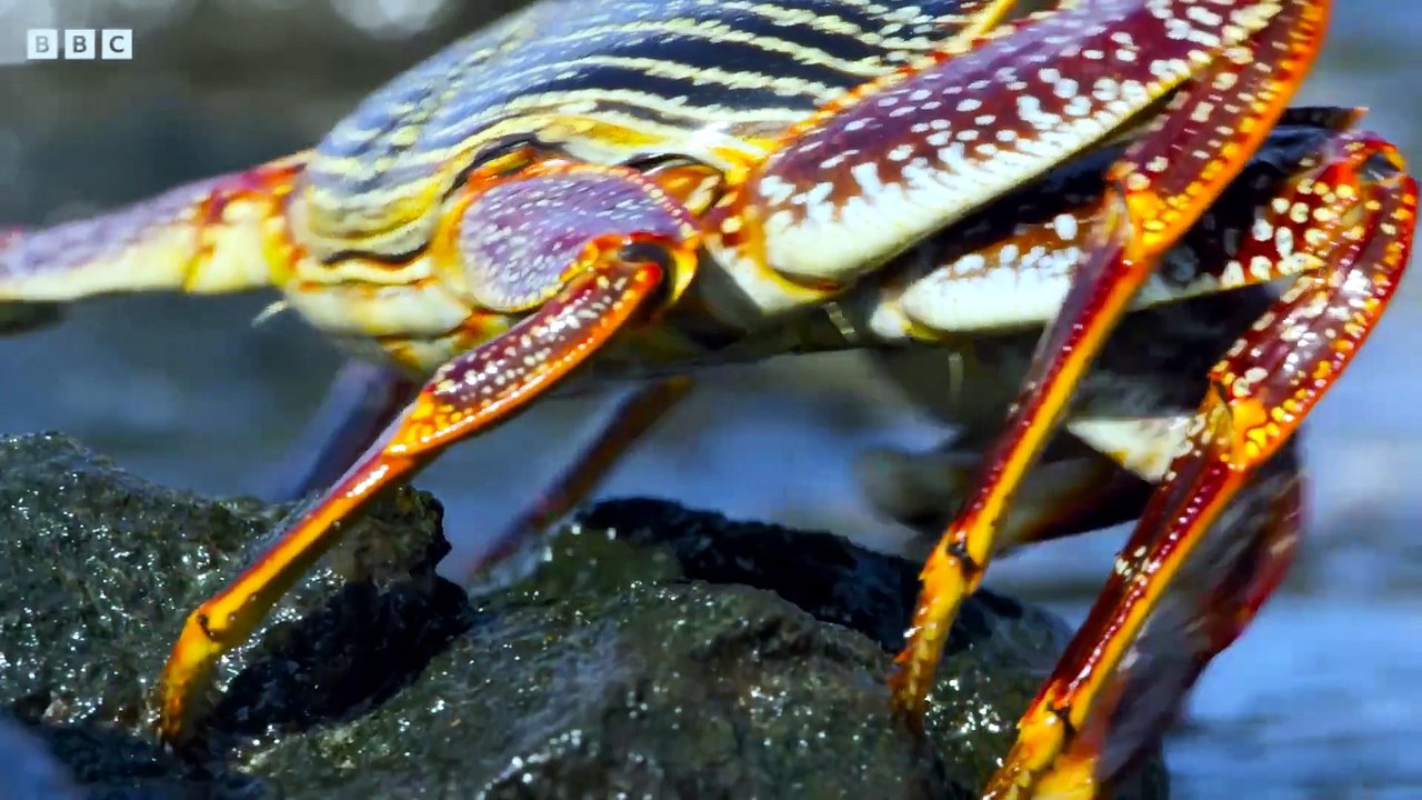 Exploring the Underwater World 探索水下世界