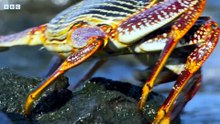Exploring the Underwater World 探索水下世界