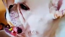 Other dogs: Slow & steady. My Frenchie: Food = I’m about to pass out