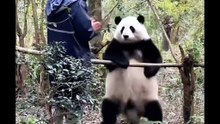 Huahua's Dance Universe｜花花的舞蹈宇宙（22）