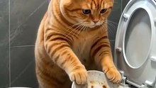 Contratei um Gato pra Lavar a Louça… Não Pergunte Onde! 🐱🚽🍽️