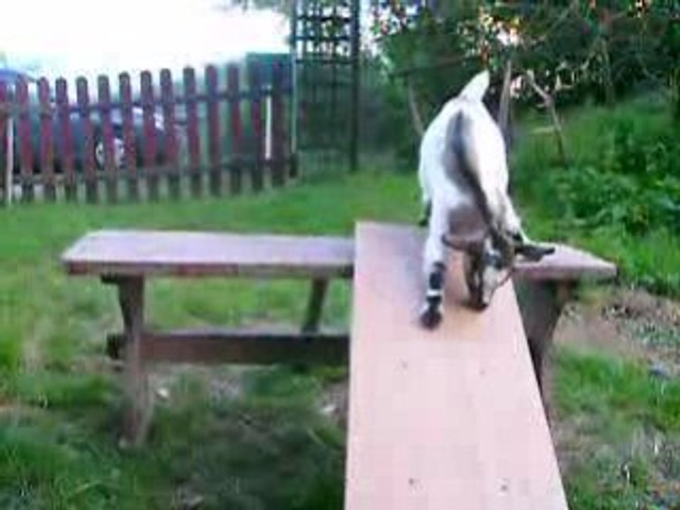 Dandy fait de l'agility