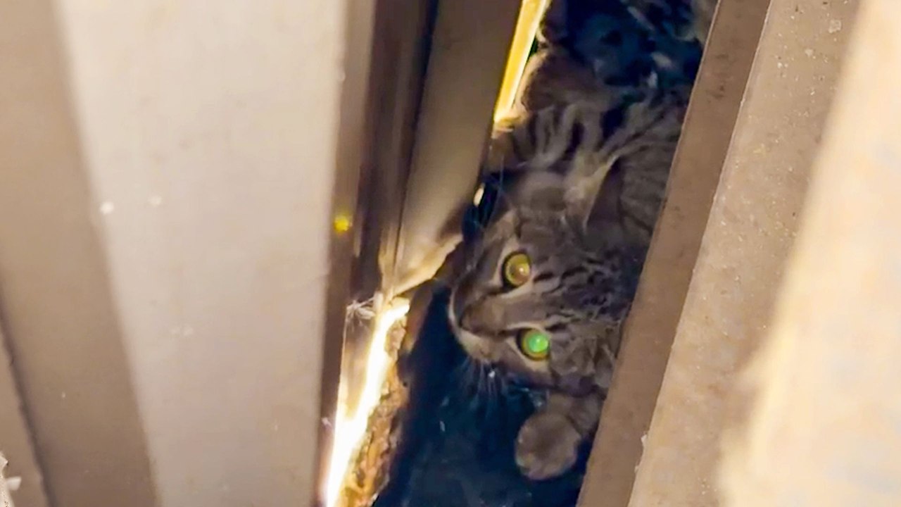 Woman Finds Newborn Kittens At The Dump