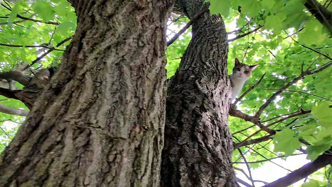 Hungry Cat Spends Four Days Stuck In A Tree