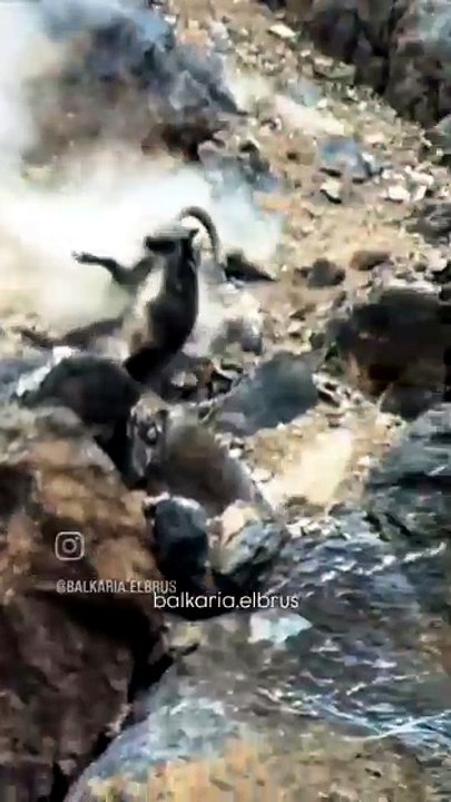 Mountain lion hunting markhor