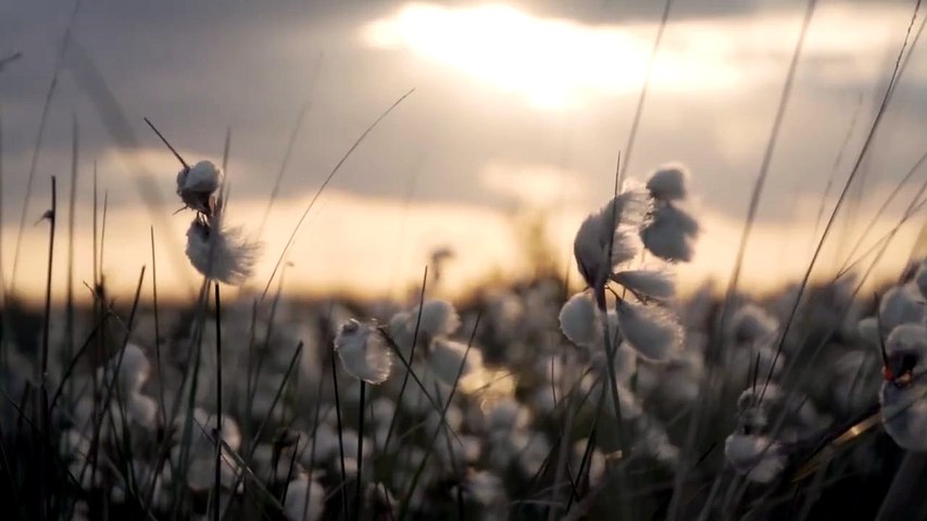 🌾 Musique de Détente _ Champs et Nature Apaisante