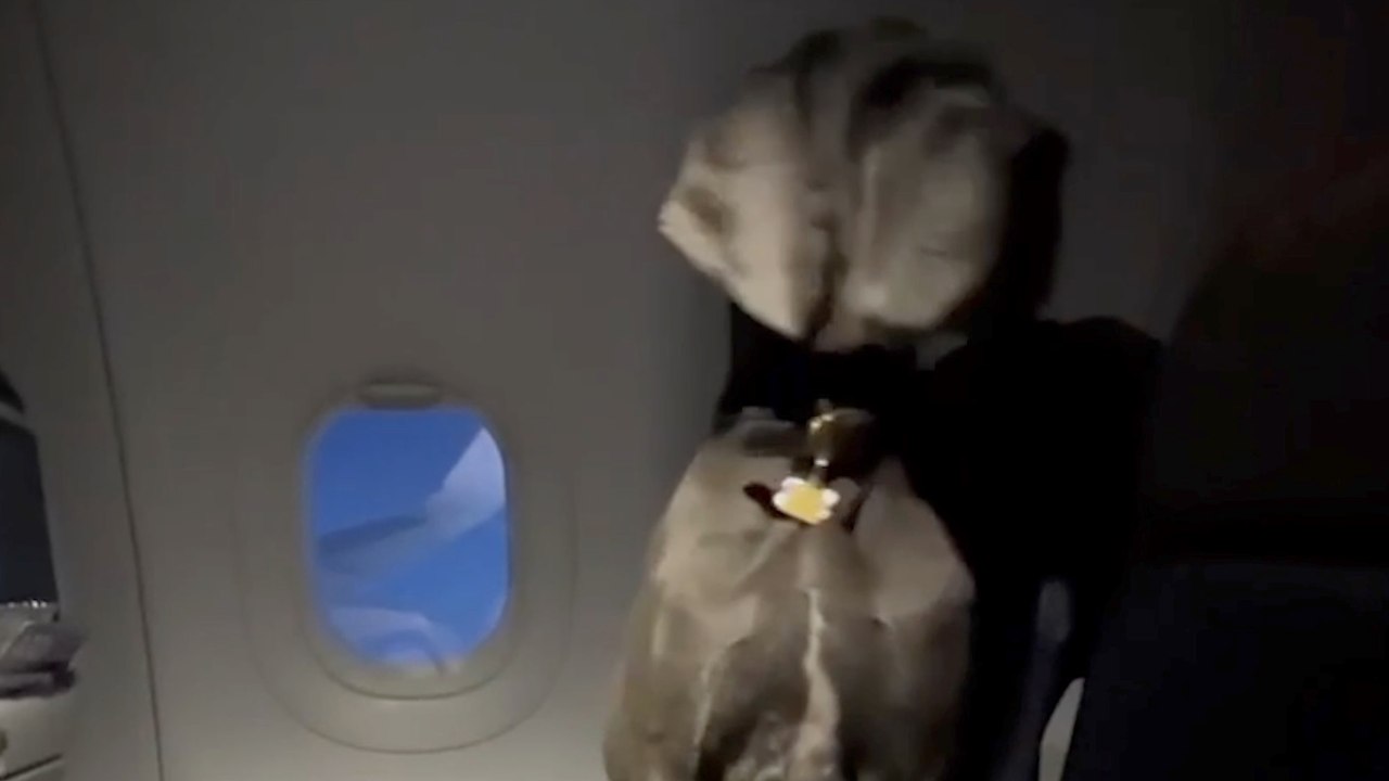 Great Dane on a Plane: Passengers React to His Calm First Flight