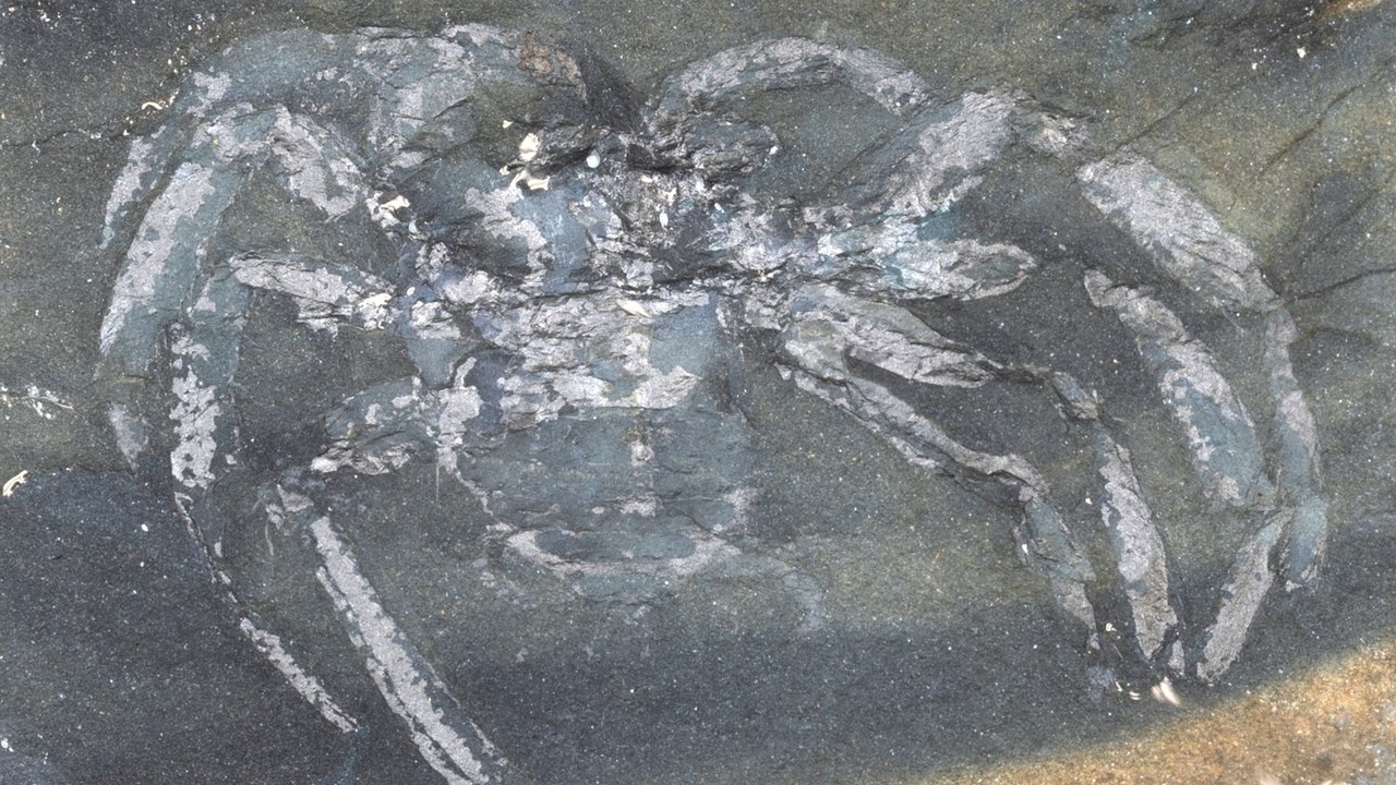 Rare 310-Million-Year-Old Spider Fossil Found in Germany