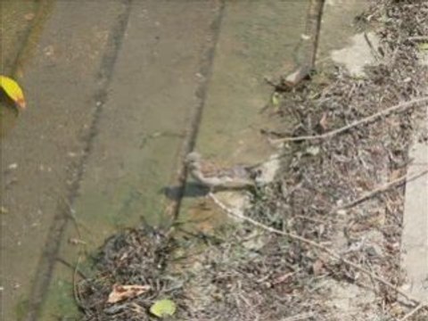 Moineau quais d'auxerre 19 juillet