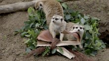 Meerkats Celebrate with Enrichment That Encourages Natural Behaviors