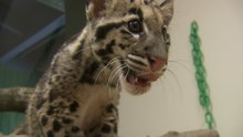 How Adorable Clouded Leopard Cubs Bounce Back After Falls