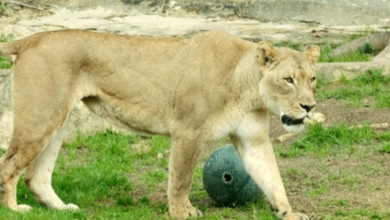 Meet the zookeepers who train a lion—carefully and calmly