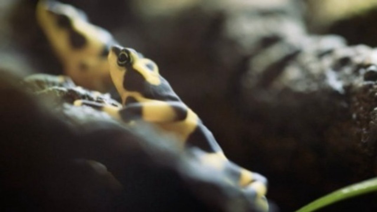 Inside Panama’s Golden Frog: A National Icon Facing a Fungus Threat