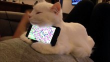 Regardez ce chat est très possessif !