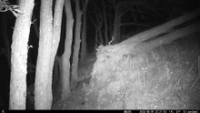 Pine Marten spotted at nature reserve