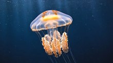 A Medusa Imortal: O Animal Que Pode Recomeçar a Vida