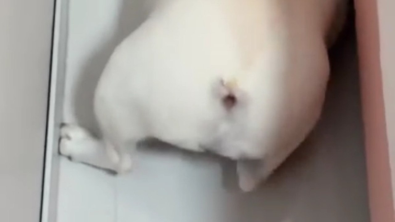 What on Earth Is He Digging?
