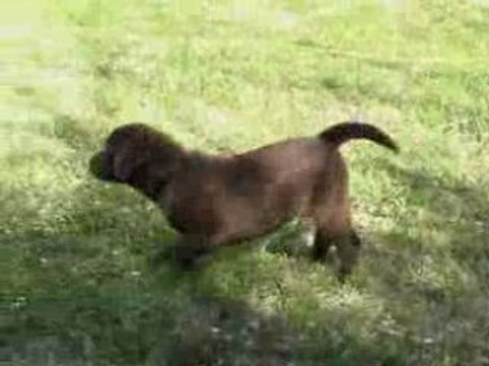DUB mon chien