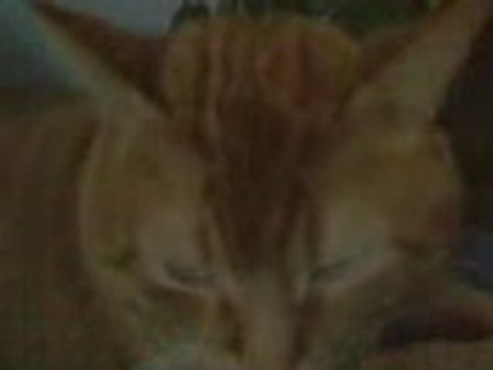 Michey toilette
