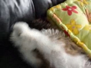 Vidéo 031
