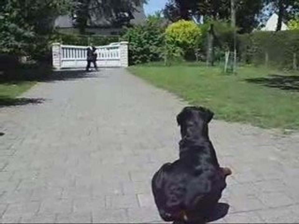 Exercice de rappel d'abalone rottweiler et Lilian