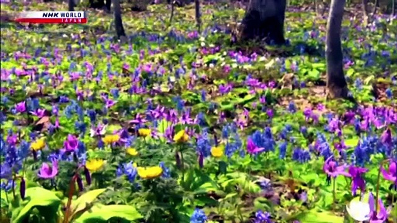 The Mark of Beauty, 2020-005: Fragrances of Early Spring