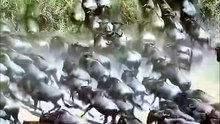 The Great Migration: Crocodiles Hunt Wildebeests and Zebras