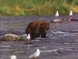 nounours l'ours