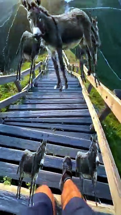 SpinningMule - #funnyanimals #pets #fyp #Spinni...