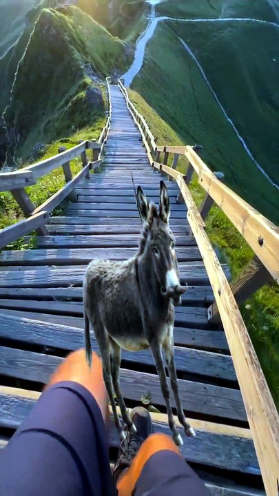 SpinningMule - #funnyanimals #pets #fyp #Spinni...