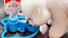 Automatic Water-Dispensing Cat Fountain – Gravity Pet Water Bowl