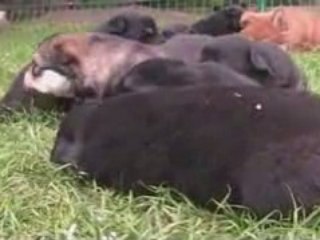 2008 Les chiots de Biija à 21 jours