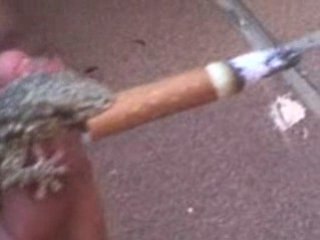 Lézard_shooté.3gp